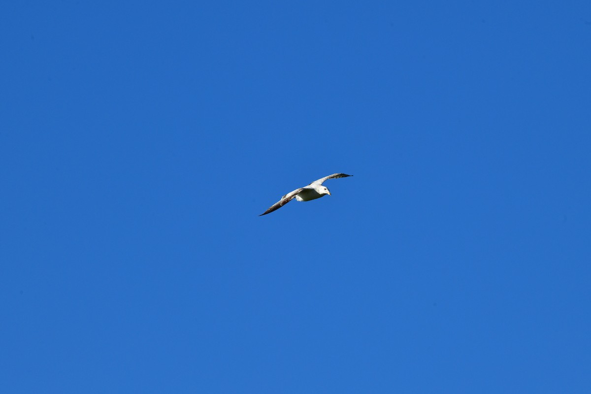 Ring-billed Gull - Gary Warner