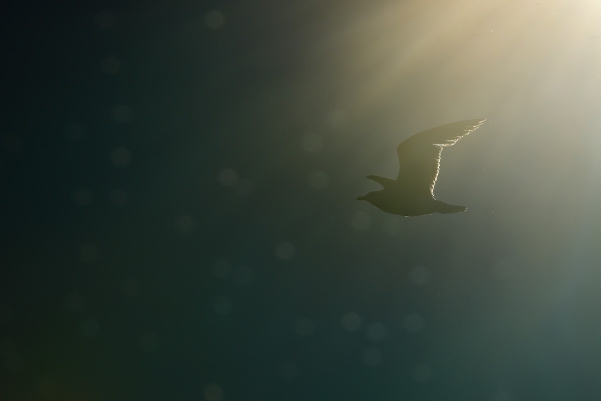 Ring-billed Gull - Gary Warner