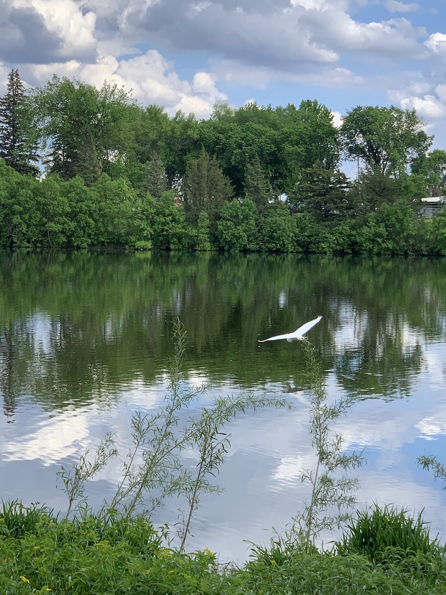 Great Egret - Anonymous