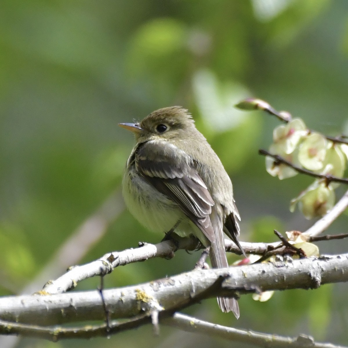 Western Flycatcher - Milo Nikolic