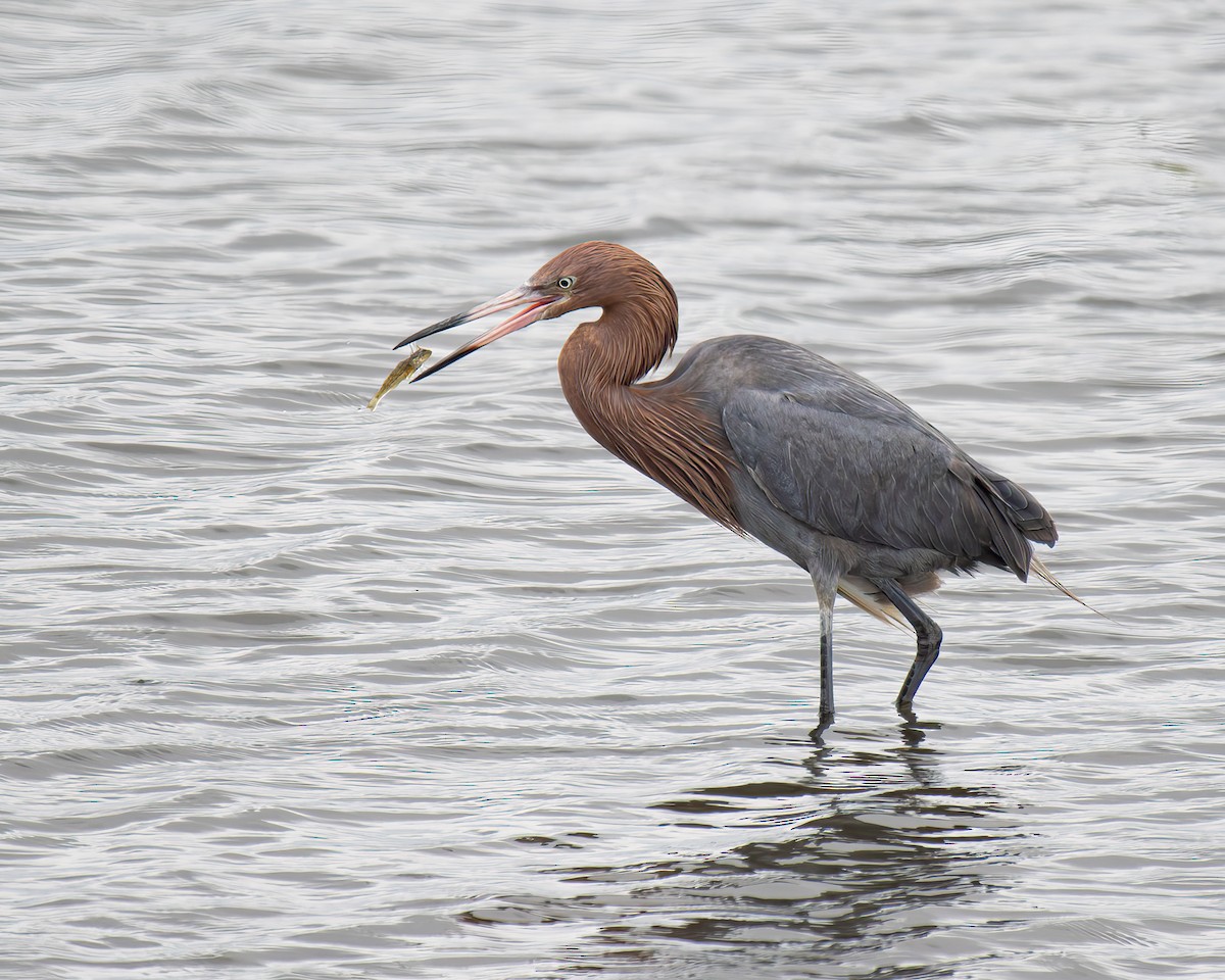 Reddish Egret - Lynzie Flynn