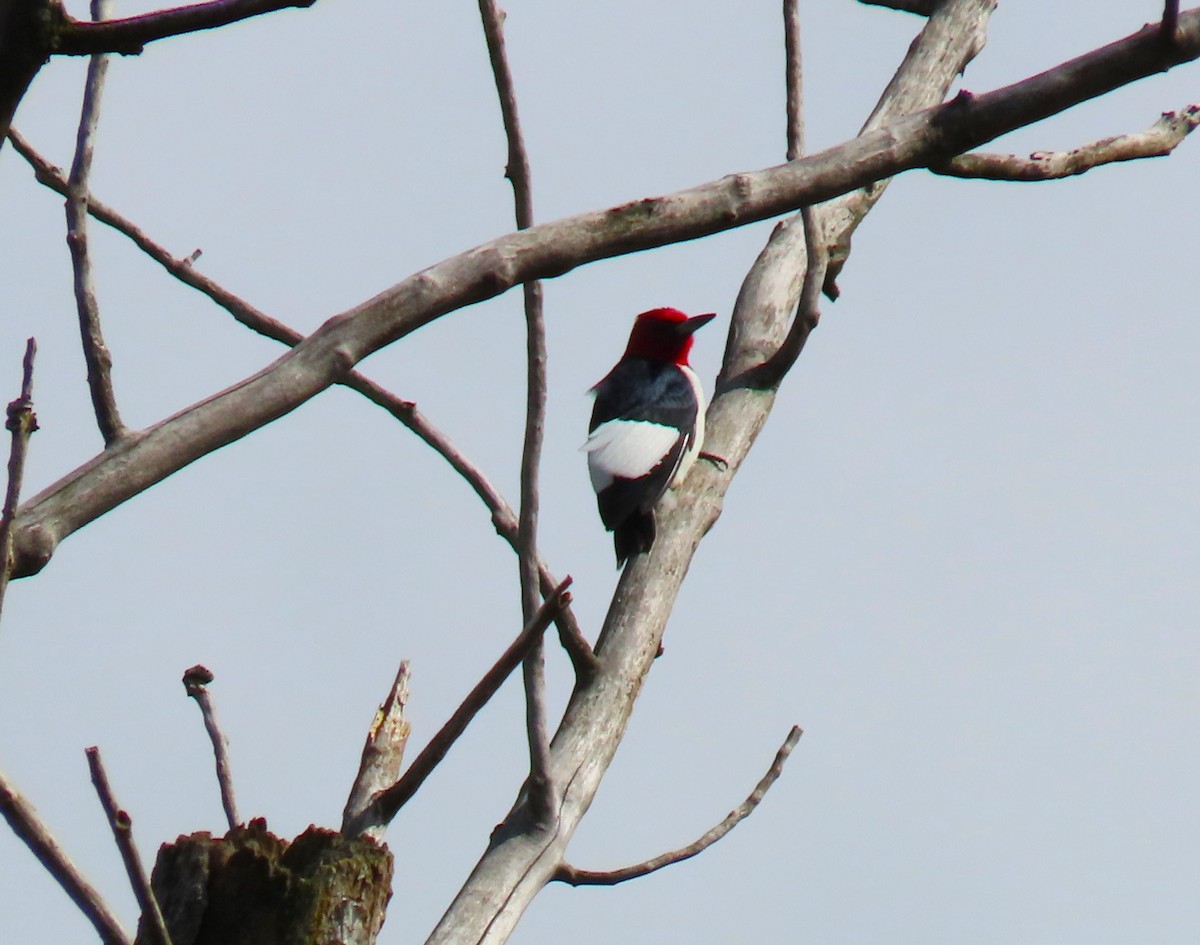 Red-headed Woodpecker - ML619651222