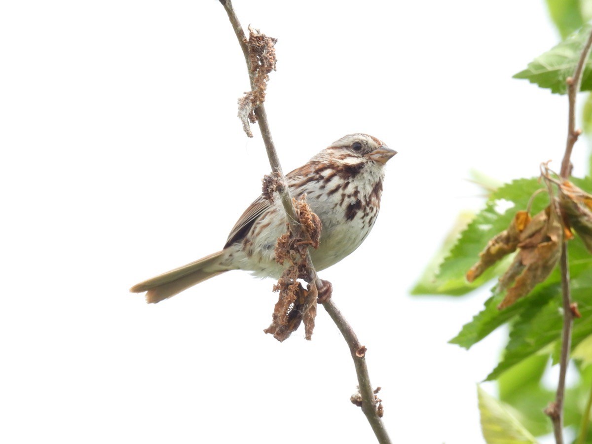 Song Sparrow - Bruce Moorman