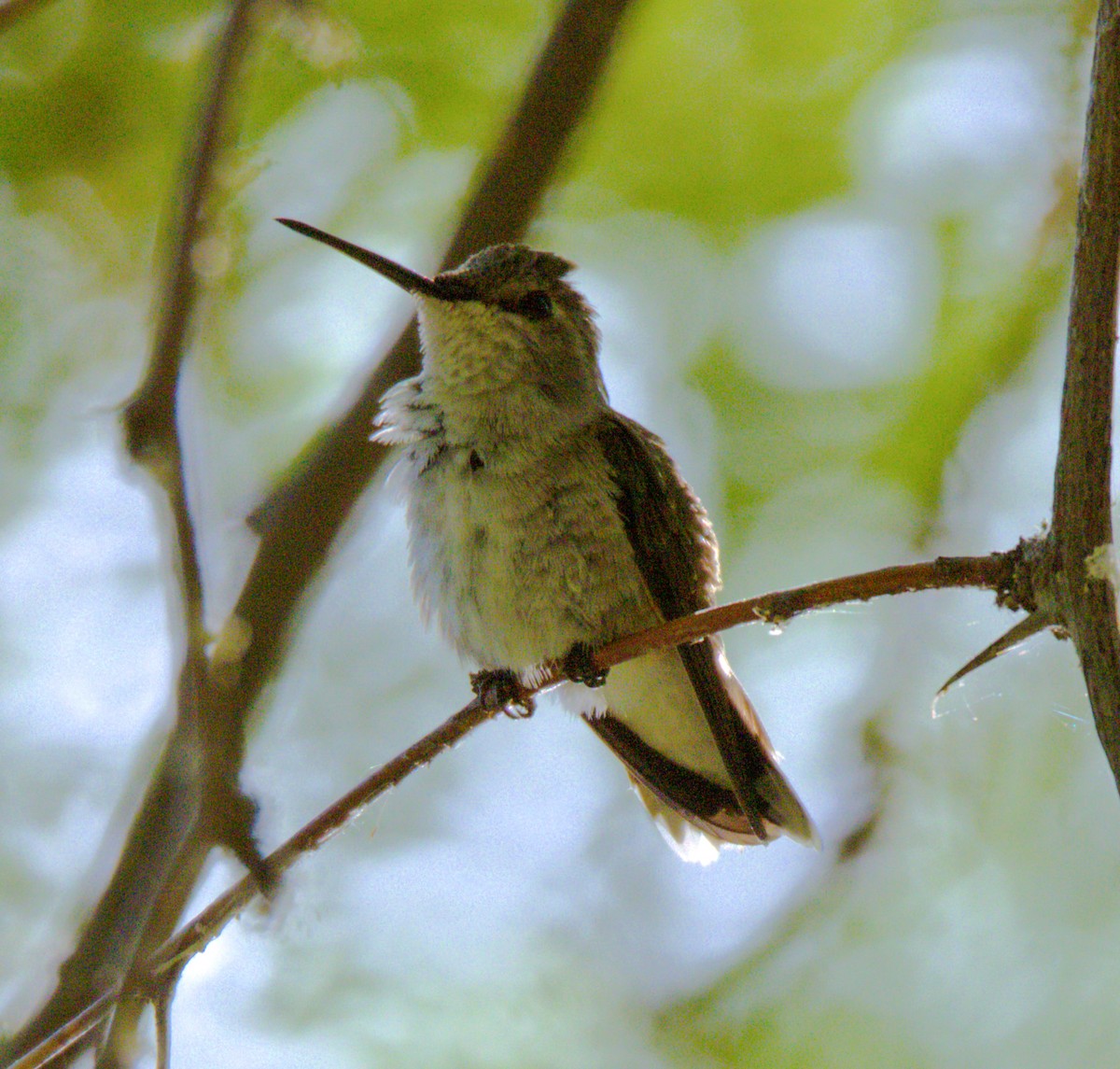 Anna's Hummingbird - Don Carney