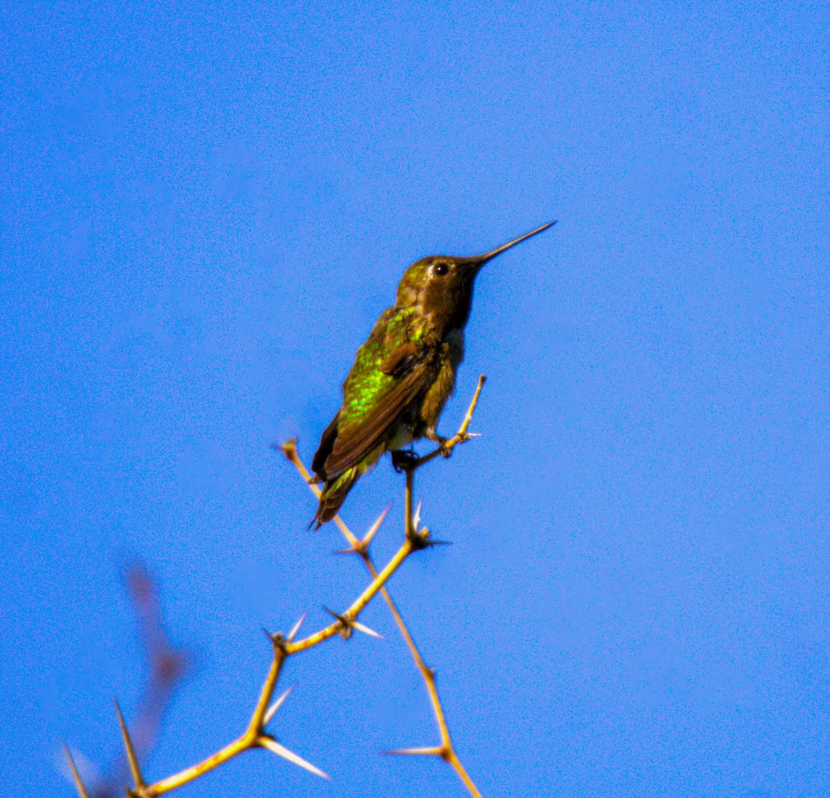 Anna's Hummingbird - Don Carney