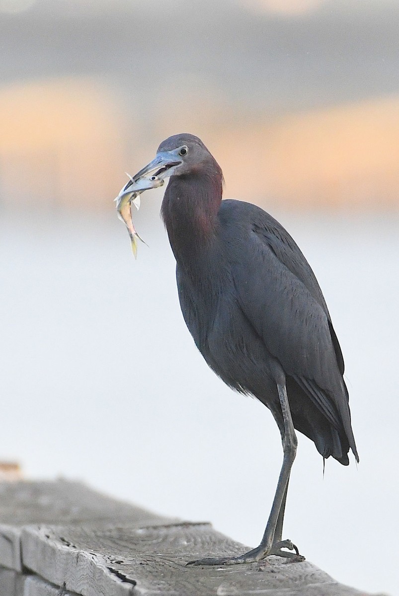 Little Blue Heron - ML619651230