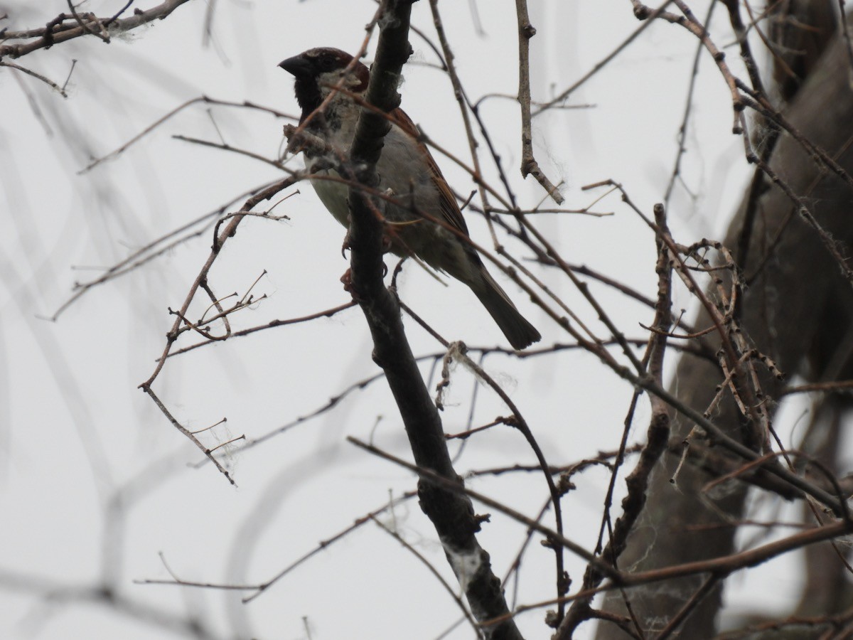 House Sparrow - Bruce Moorman