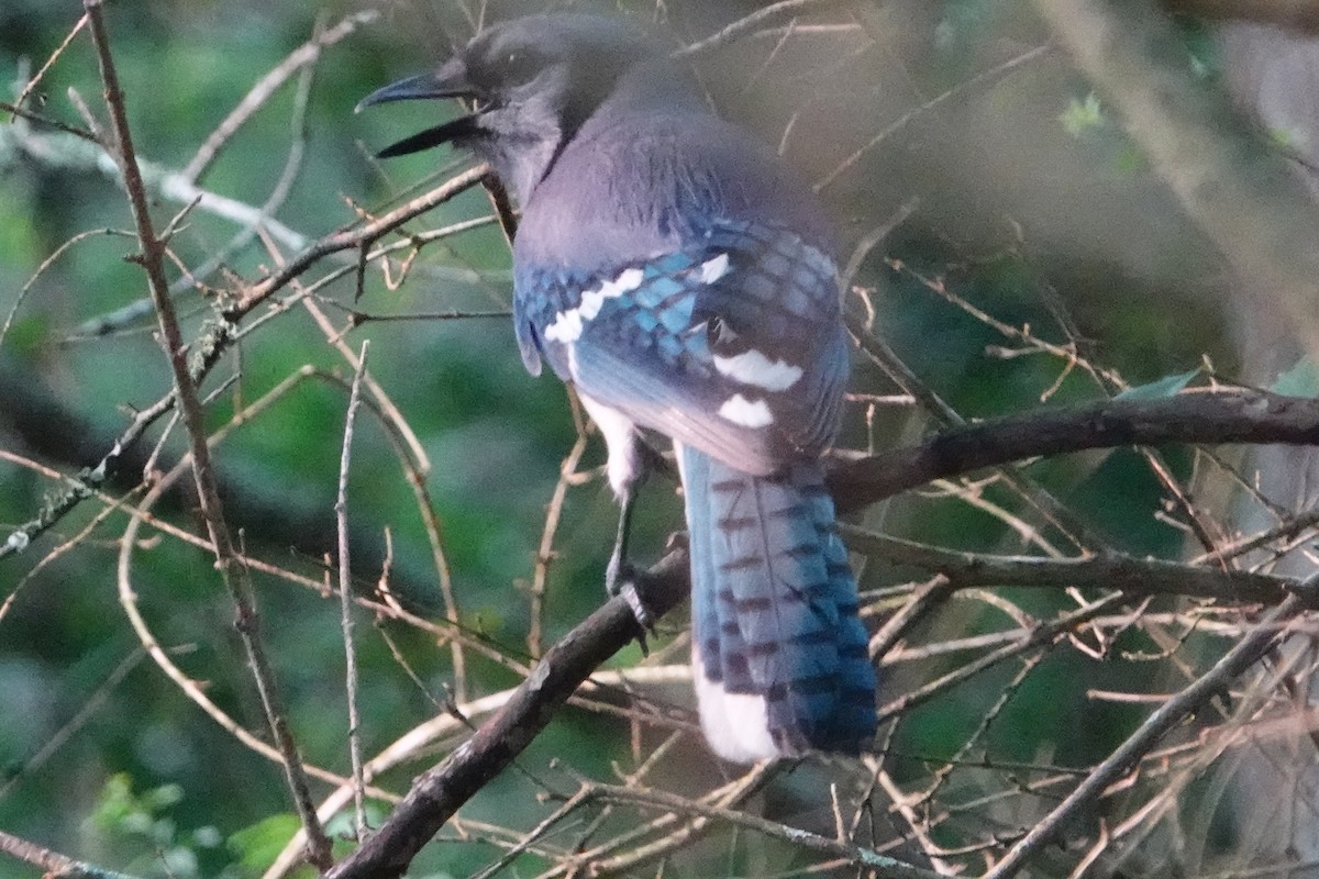 Blue Jay - Ute Welk