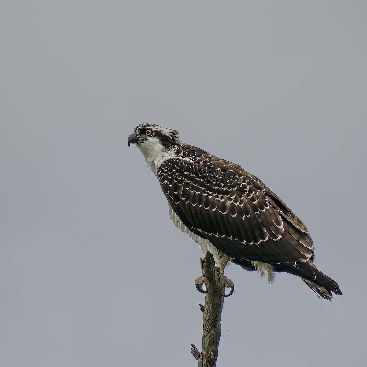 Osprey - Lynzie Flynn