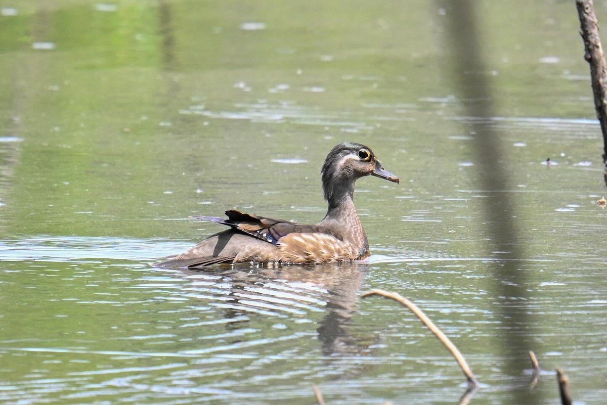 Wood Duck - Rebecca Morgan