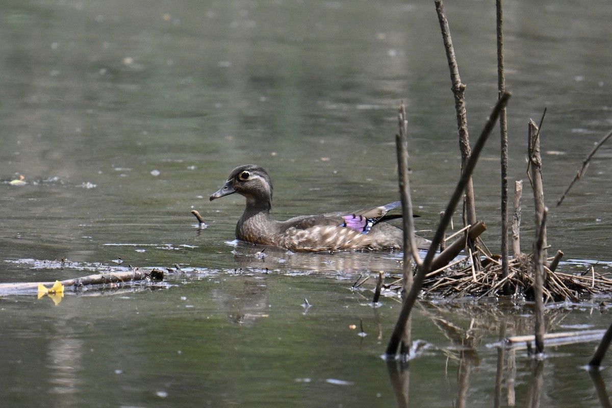 Wood Duck - Rebecca Morgan