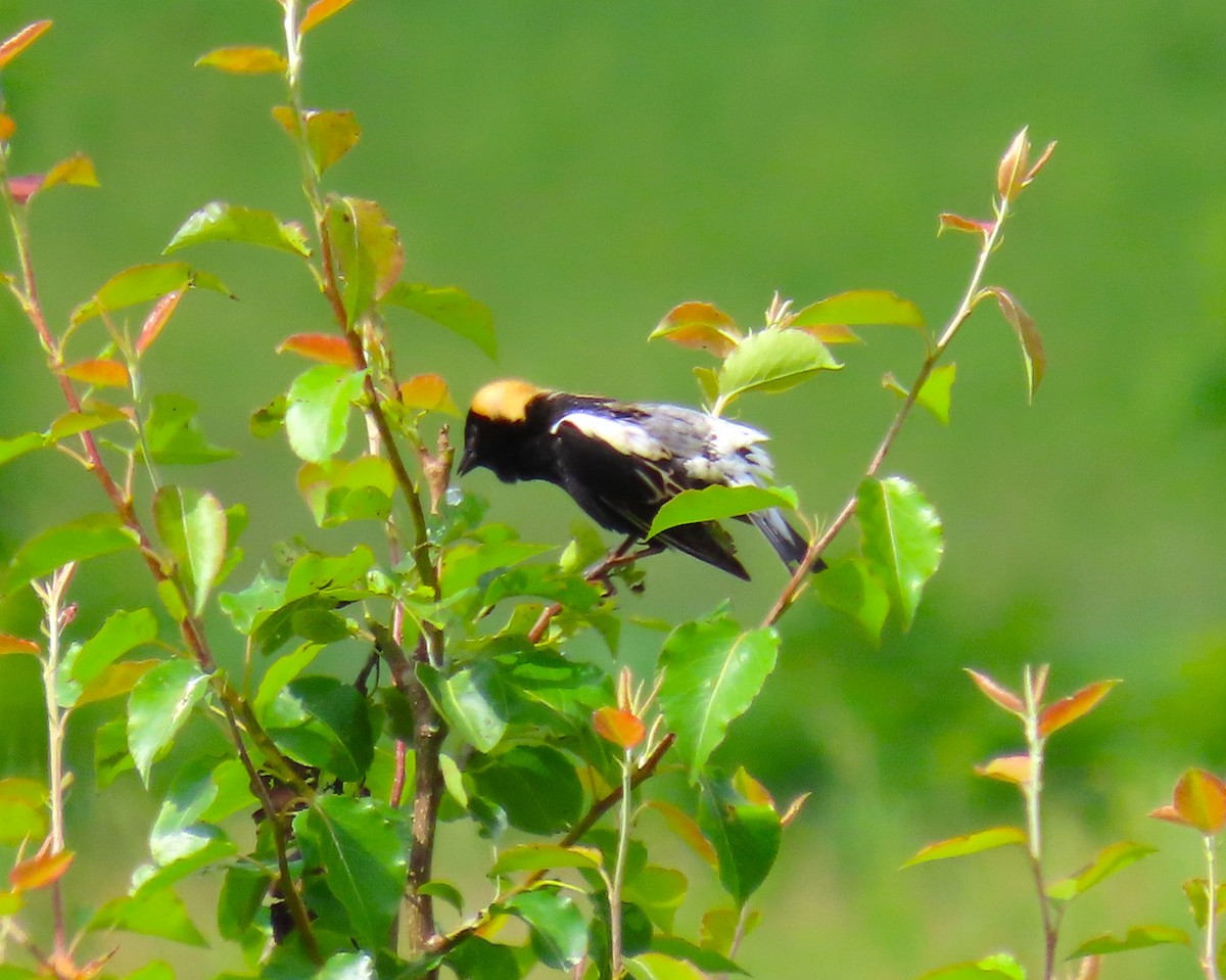 Bobolink - Pat Sterbling