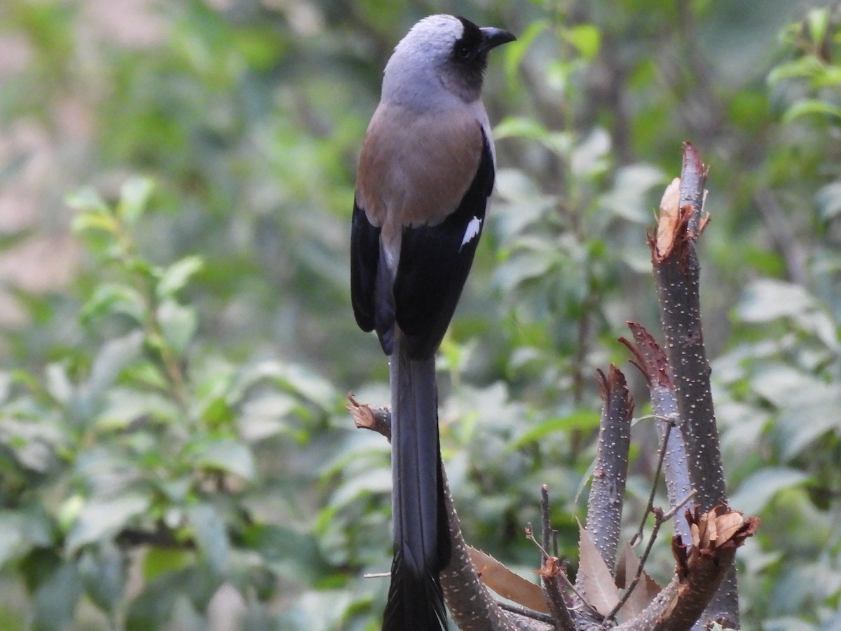 Gray Treepie - Chethan Krishnan