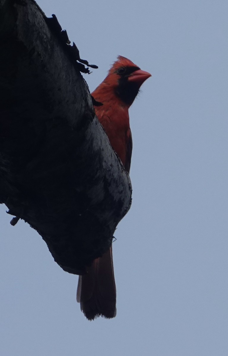 Northern Cardinal - ML619651259