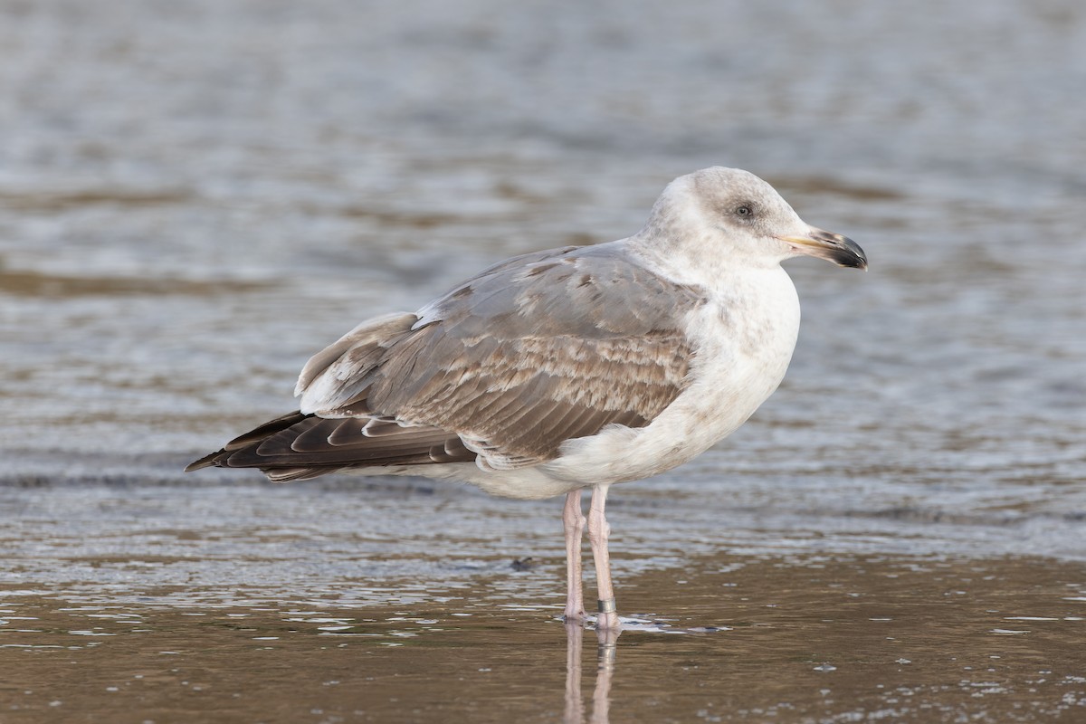 Western Gull - Alex Rinkert