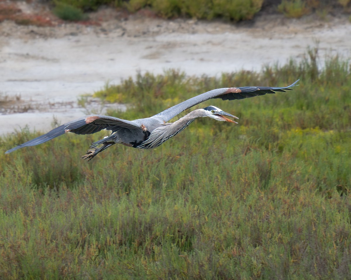 Great Blue Heron - Lynzie Flynn