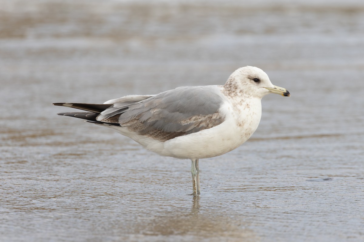 Gaviota Californiana - ML619651267