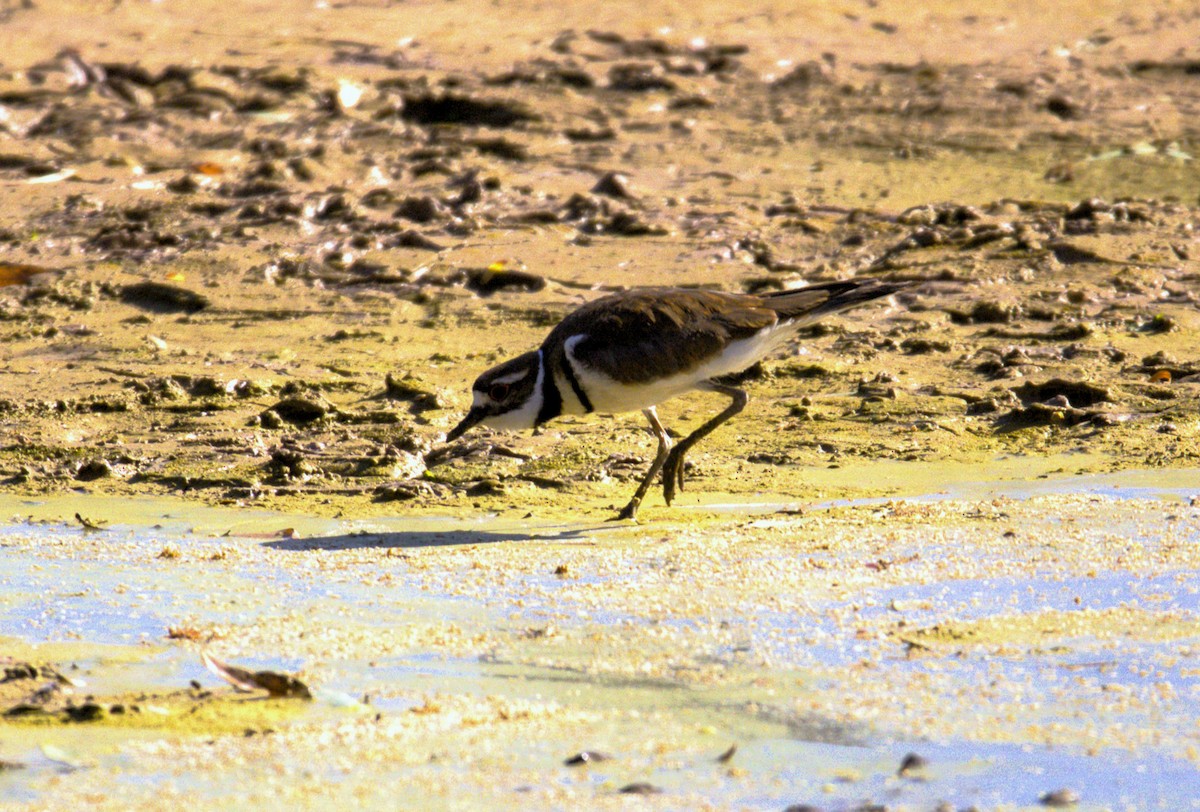 Killdeer - ML619651268