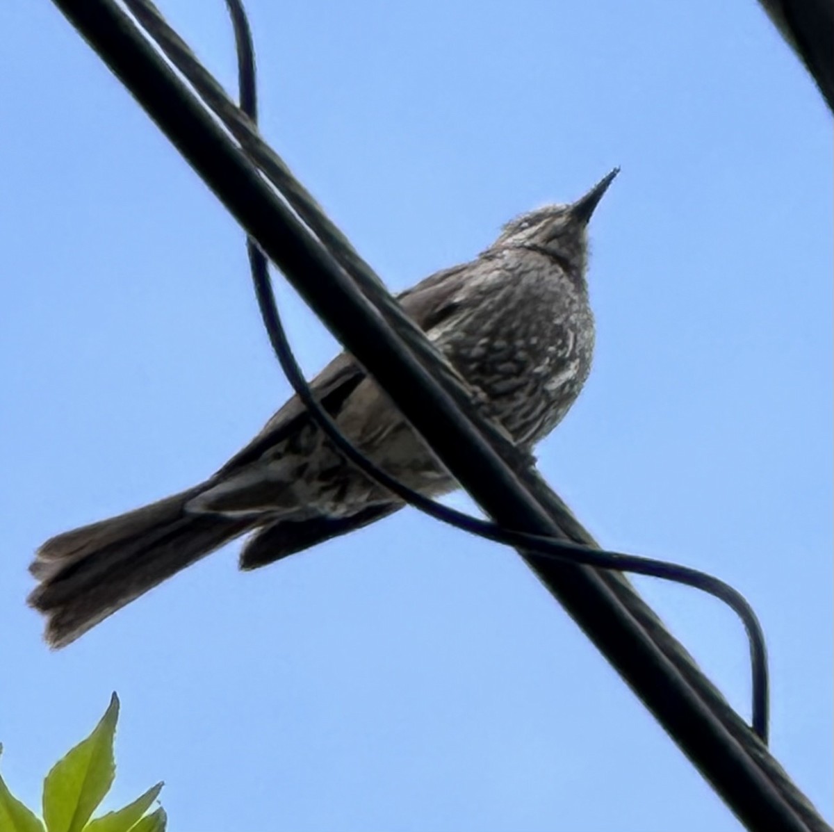 Brown-eared Bulbul - Annie Donwerth-Chikamatsu