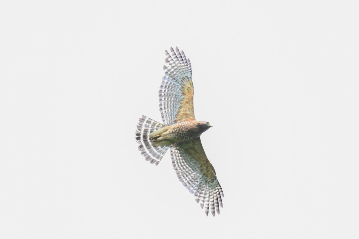 Red-shouldered Hawk - Rebecca Morgan