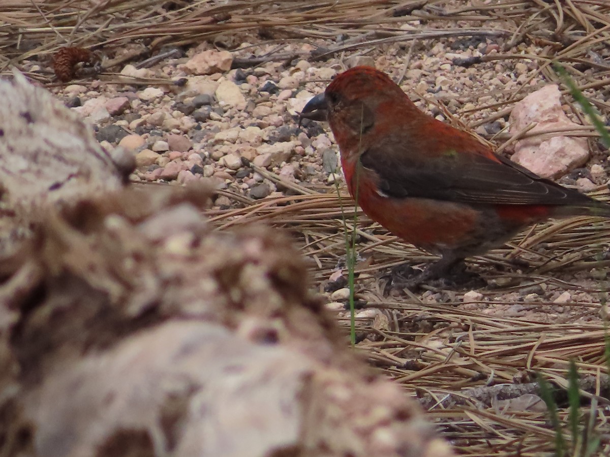 Red Crossbill - Ursula  Mitra