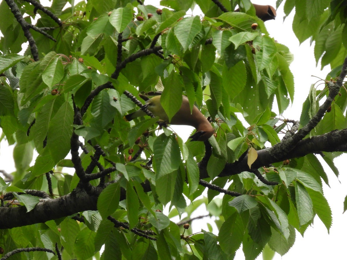 Cedar Waxwing - Bruce Moorman