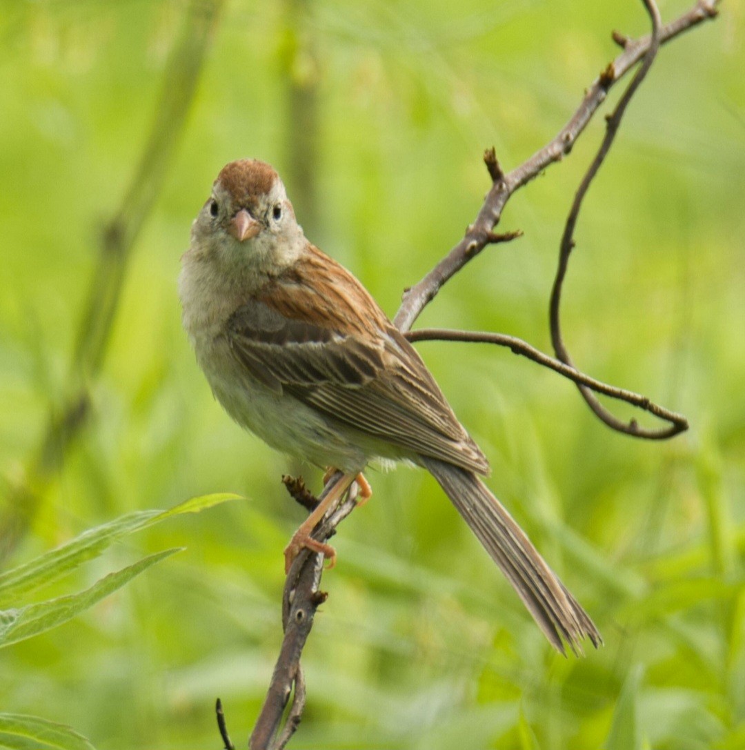 Field Sparrow - Knarr Dan