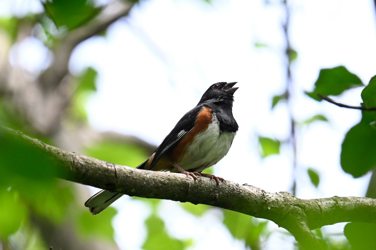 Eastern Towhee - ML619651289