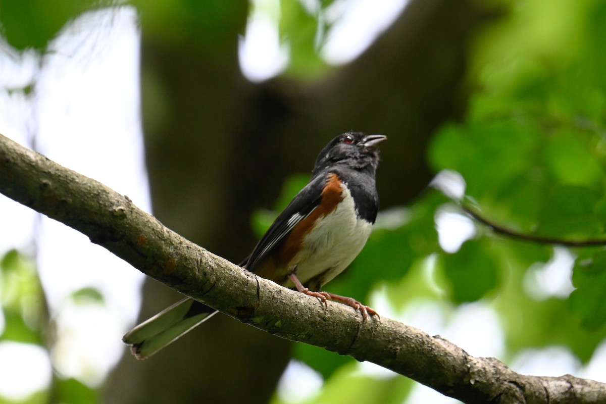 Eastern Towhee - ML619651290