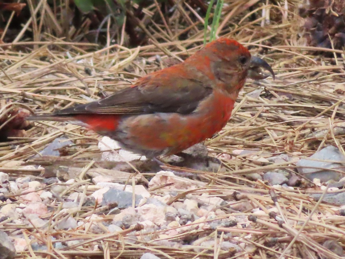 Red Crossbill - Ursula  Mitra