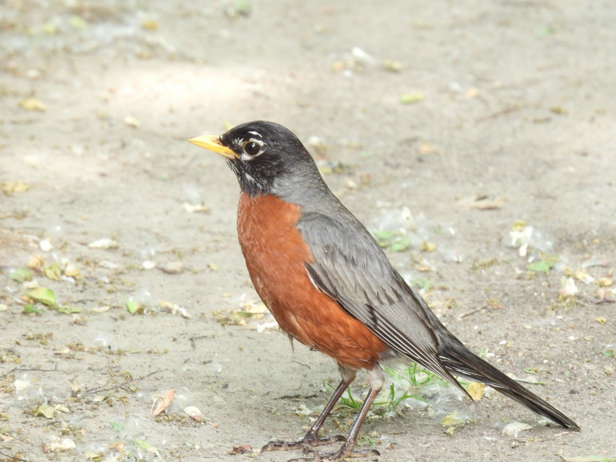 American Robin - Bruce Moorman