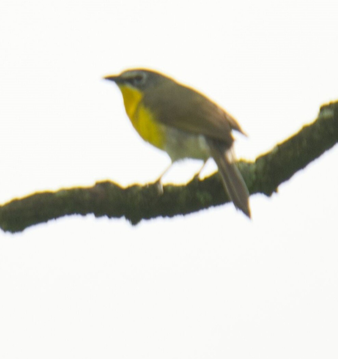 Yellow-breasted Chat - Knarr Dan