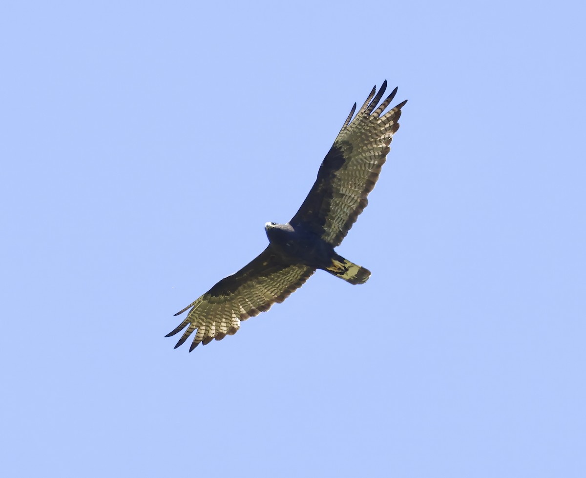 Zone-tailed Hawk - ML619651302