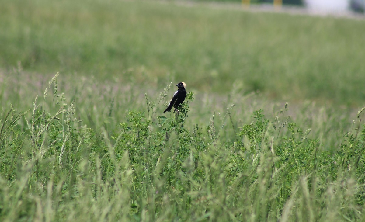 Bobolink - ML619651305