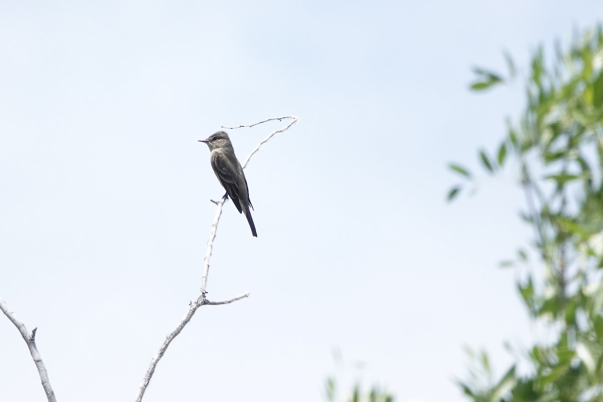 Western Wood-Pewee - Stephen Peterson