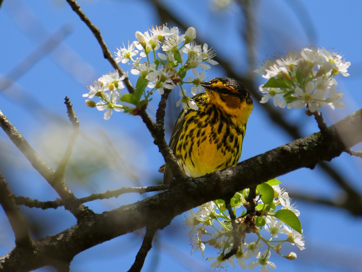 Cape May Warbler - Bob Izumi