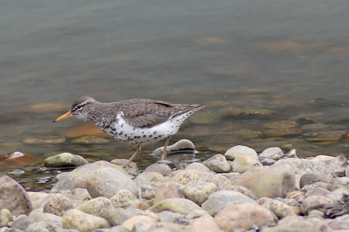 Spotted Sandpiper - Mary McCafferty