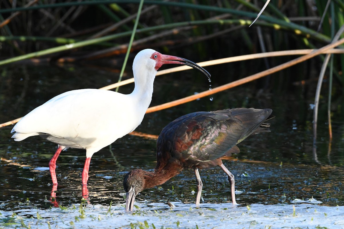 Glossy Ibis - ML619651320