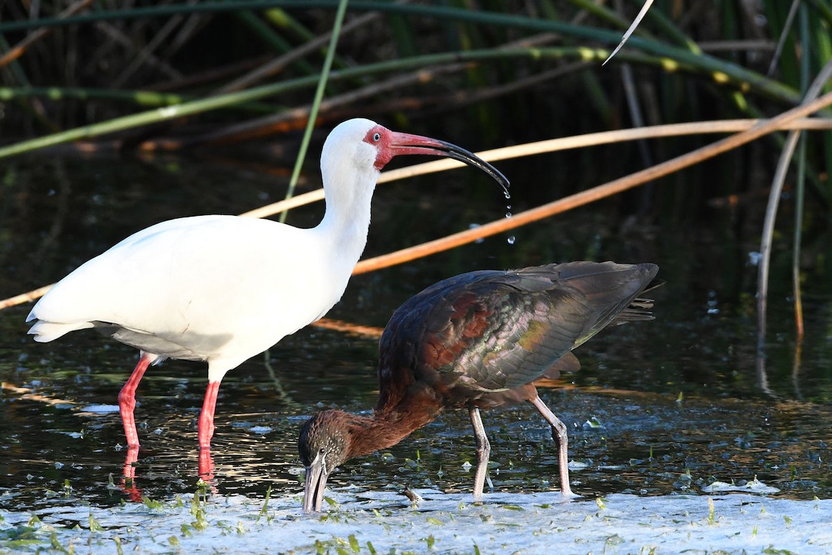 ibis hnědý - ML619651320