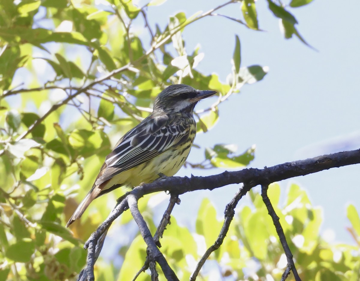 Sulphur-bellied Flycatcher - Adam Dudley