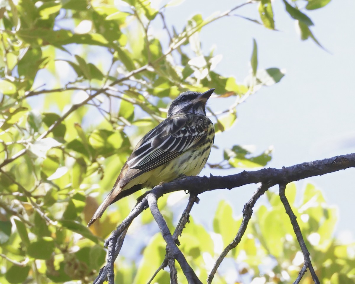 Sulphur-bellied Flycatcher - Adam Dudley