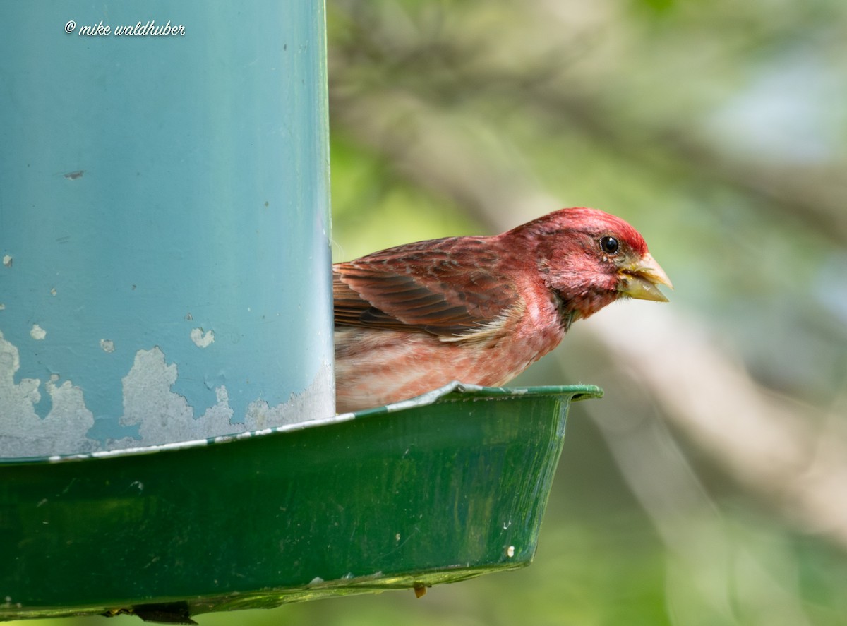 Purple Finch - Mike Waldhuber