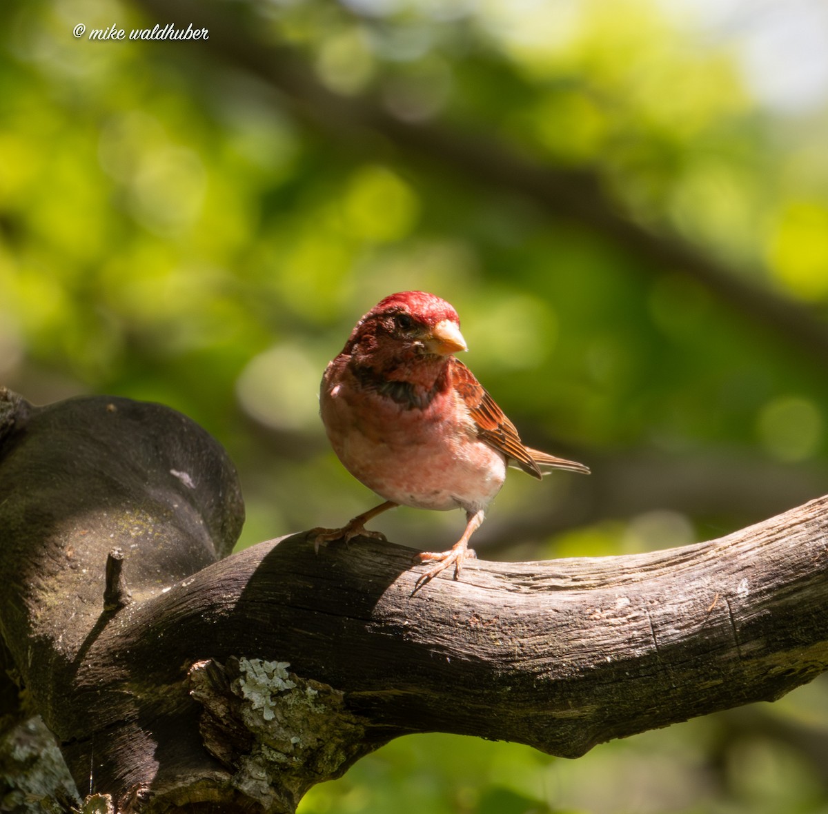 Purple Finch - Mike Waldhuber