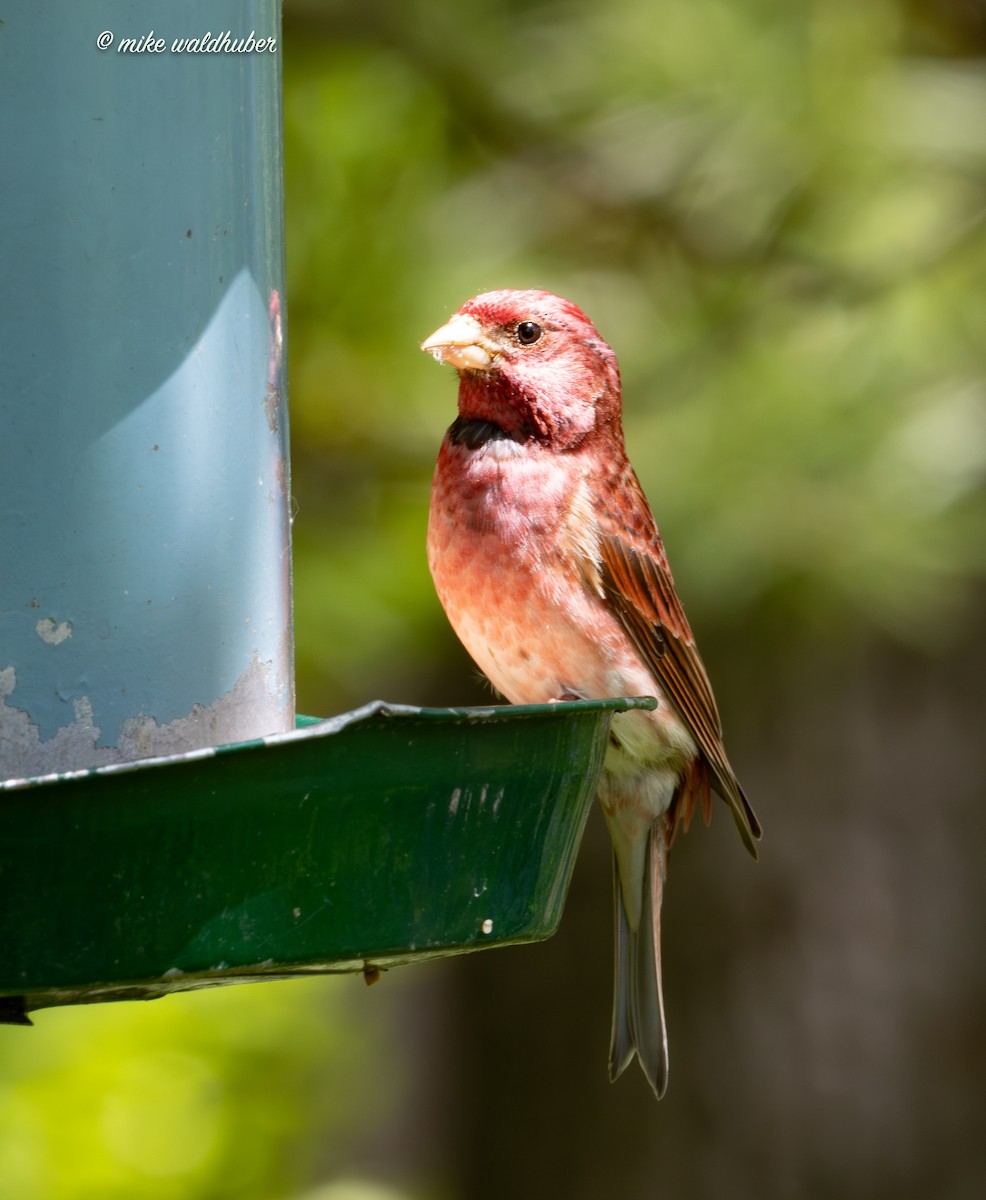 Purple Finch - Mike Waldhuber