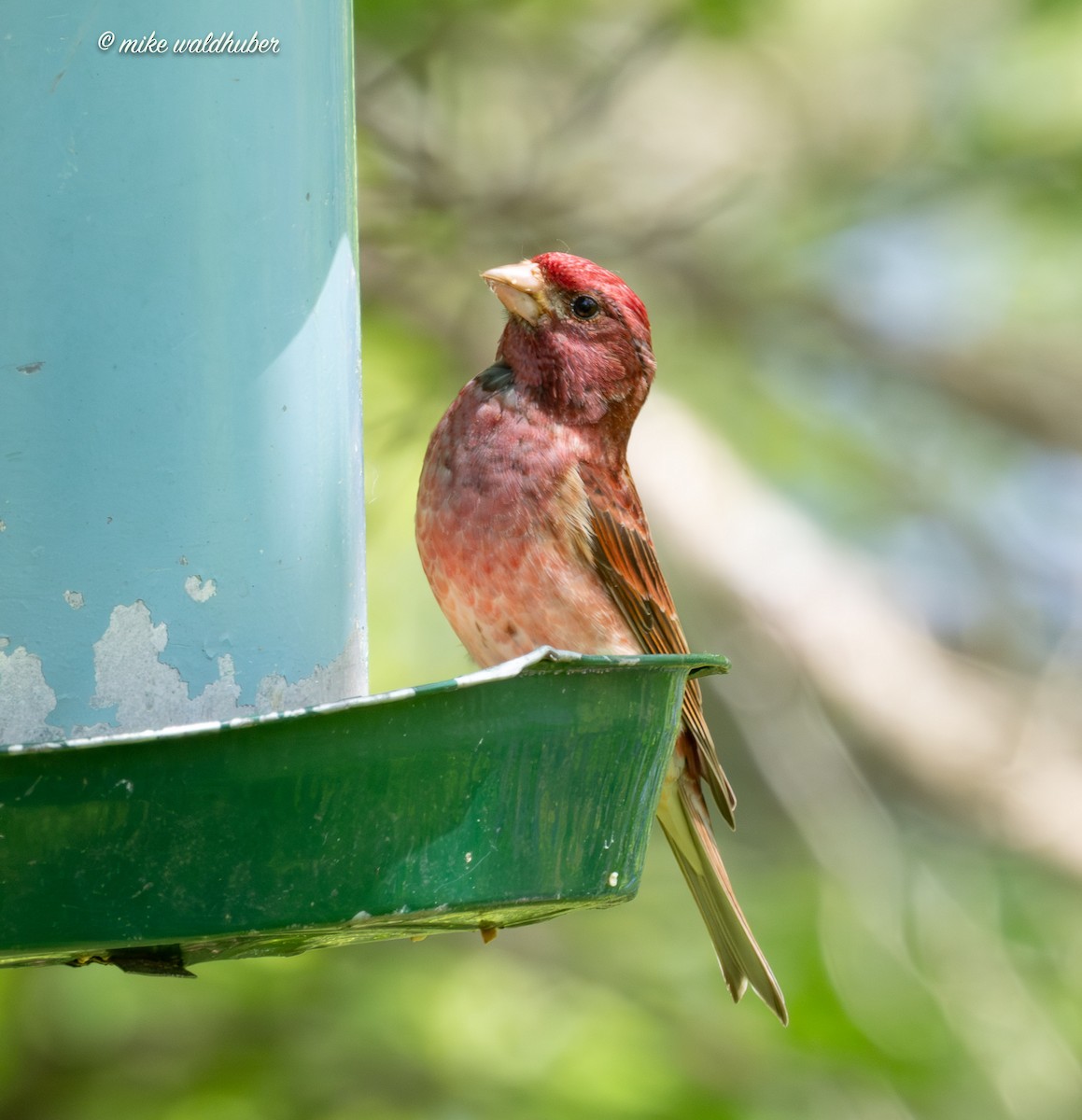 Purple Finch - Mike Waldhuber