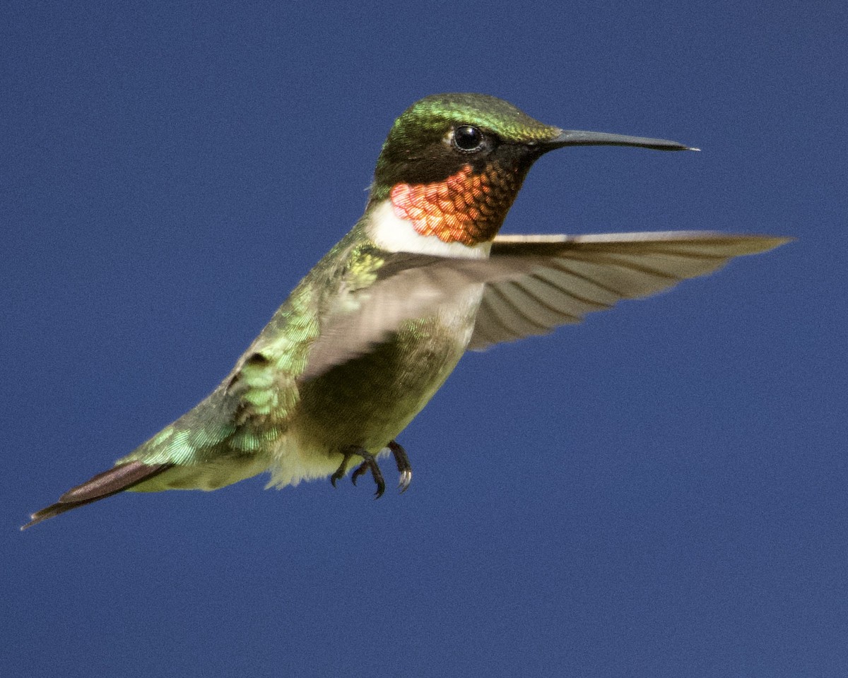 Ruby-throated Hummingbird - Larry Waddell
