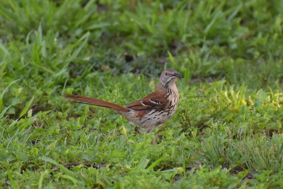 Brown Thrasher - ML619651335