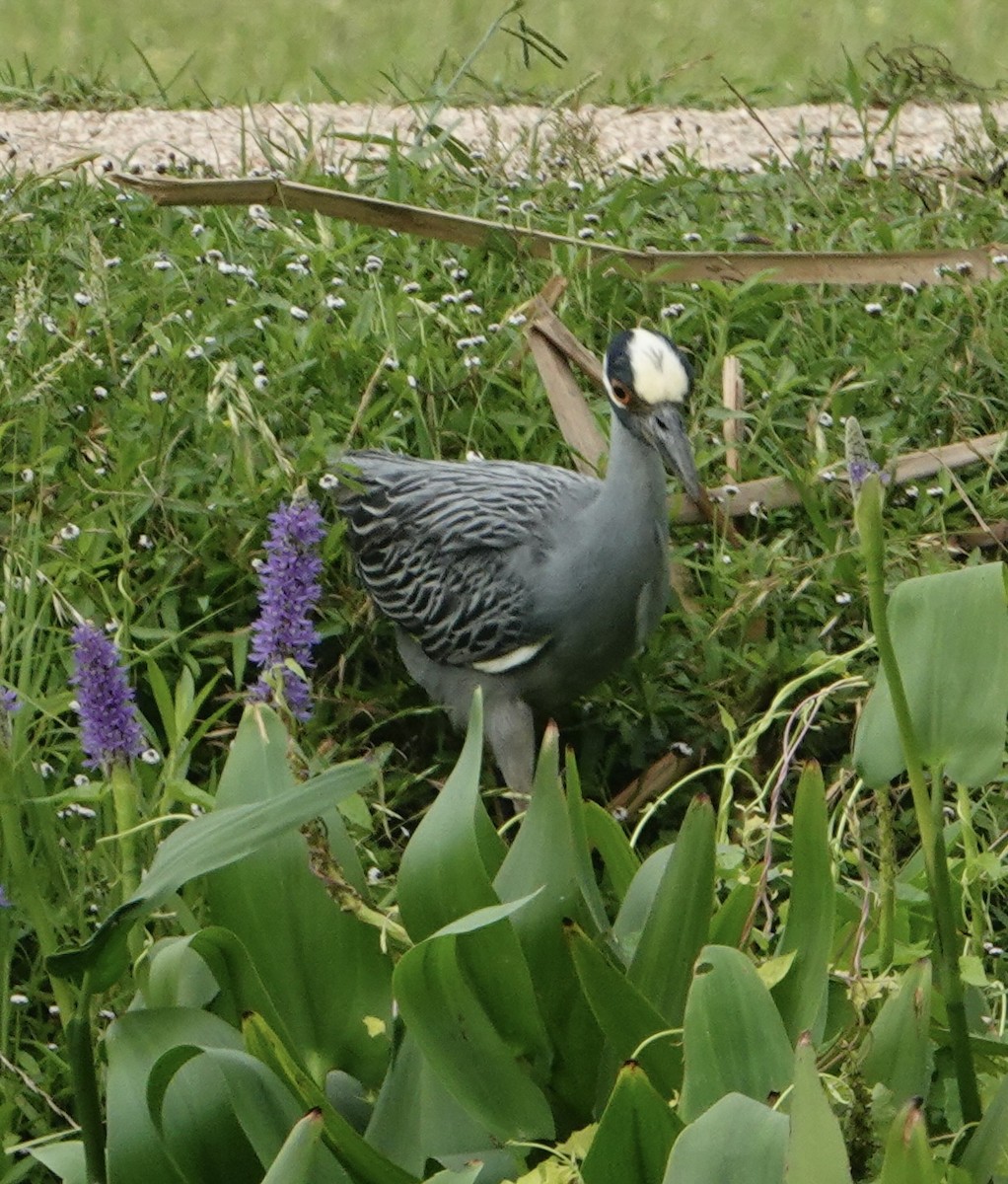 Yellow-crowned Night Heron - Ute Welk