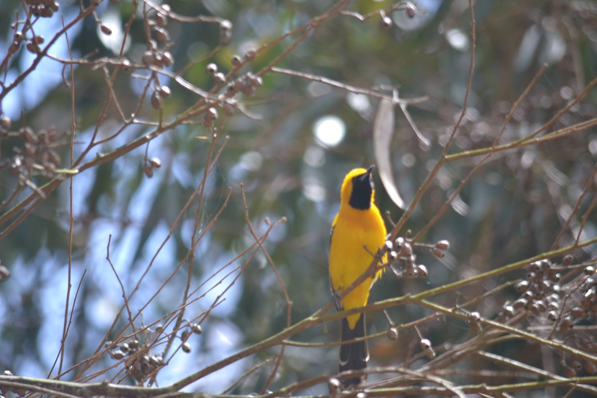 Hooded Oriole - Cameron Brody