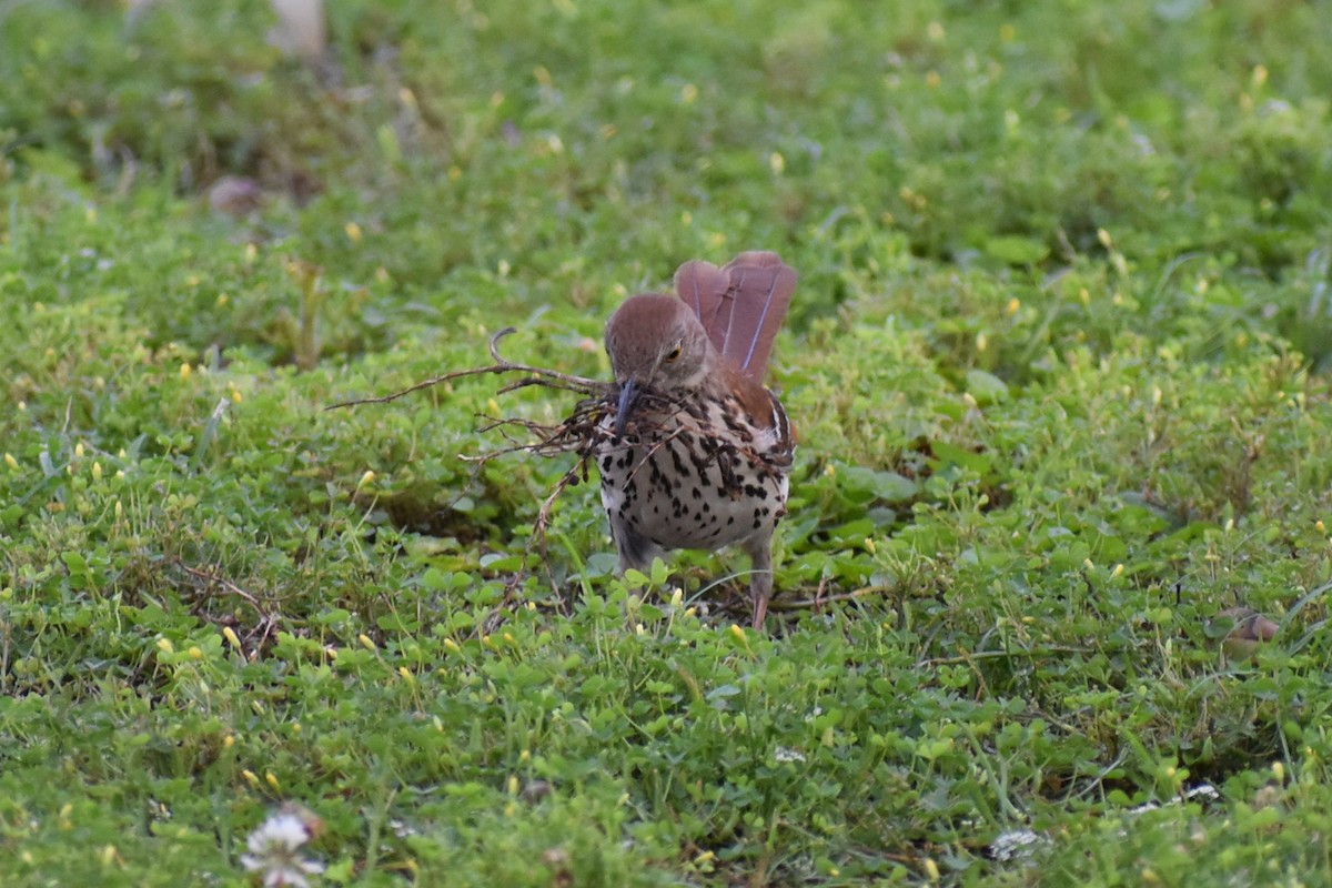 Brown Thrasher - ML619651341